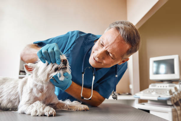 Best Emergency Dental Care for Trauma or Injury in Cumberland, MD